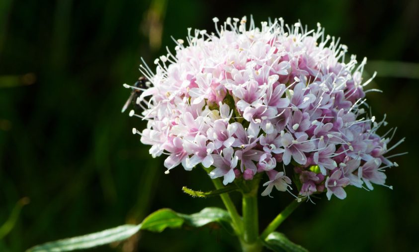 valerijana_korisnost